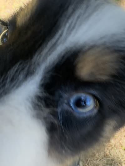 Lacey's boy 4, a male Australian Shepherd for sale in Brooksville, FL – 4 of 4