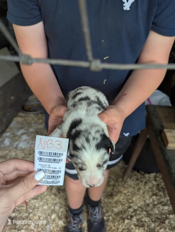 Novas Boy 3 – Australian Shepherd puppy for sale in Brooksville, FL