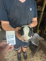 Avery's boy 3, a male Australian Shepherd for sale in Brooksville, FL – 1 of 3