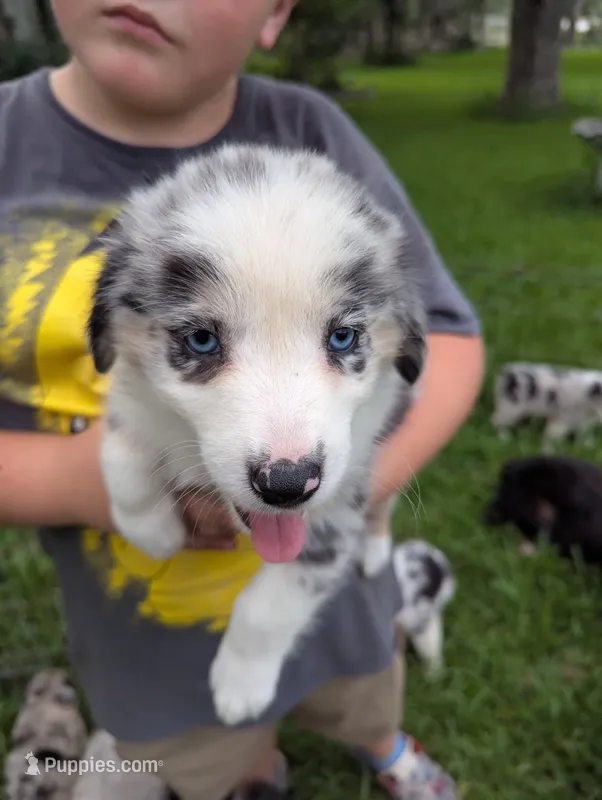 Novas girl  – Australian Shepherd puppy on hold in Brooksville, FL