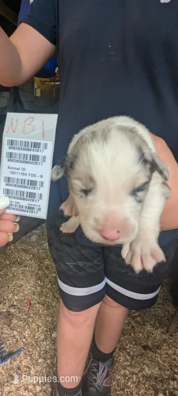 Novas Boy 1 – Australian Shepherd puppy on hold in Brooksville, FL