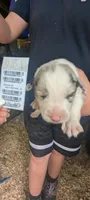 Novas Boy 1, a male Australian Shepherd for sale in Brooksville, FL – 1 of 1