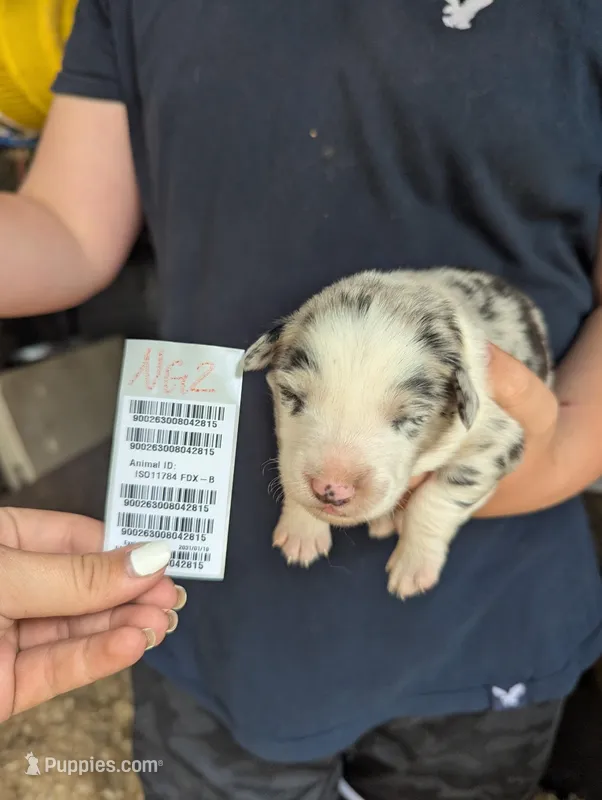 Novas girl 2 – Australian Shepherd puppy for sale in Brooksville, FL