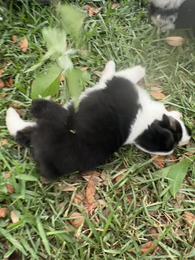 Avery's boy 3, a male Australian Shepherd for sale in Brooksville, FL – 3 of 3
