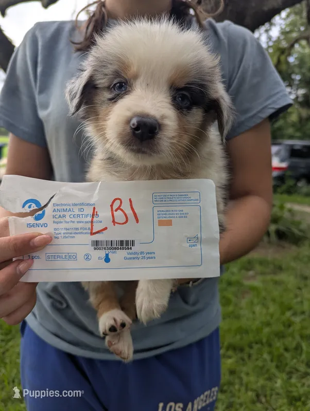 Lacey's boy 1 – Australian Shepherd puppy for sale in Brooksville, FL