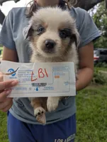 Lacey's boy 1, a male Australian Shepherd for sale in Brooksville, FL – 1 of 1