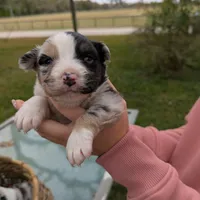 Mandy's girl 1, a female Australian Shepherd for sale in Brooksville, FL – Photo 1 of 4