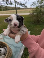 Mandy's girl 1, a female Australian Shepherd for sale in Brooksville, FL – Photo 1 of 4