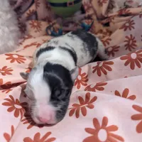 Mandy's girl 1, a female Australian Shepherd for sale in Brooksville, FL – Photo 3 of 4