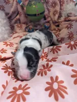 Mandy's girl 1, a female Australian Shepherd for sale in Brooksville, FL – Photo 3 of 4