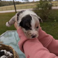 Mandy's girl 1, a female Australian Shepherd for sale in Brooksville, FL – Photo 2 of 4