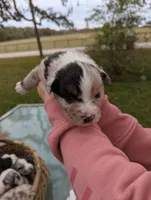 Mandy's girl 1, a female Australian Shepherd for sale in Brooksville, FL – Photo 2 of 4
