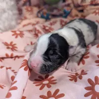 Mandy's girl 1, a female Australian Shepherd for sale in Brooksville, FL – Photo 4 of 4