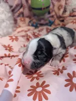 Mandy's girl 1, a female Australian Shepherd for sale in Brooksville, FL – Photo 4 of 4