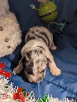 Penny's boy 1, a male Australian Shepherd for sale in Brooksville, FL – Photo 2 of 3