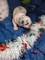 Penny's boy 1, a male Australian Shepherd for sale in Brooksville, FL – Photo 3 of 3