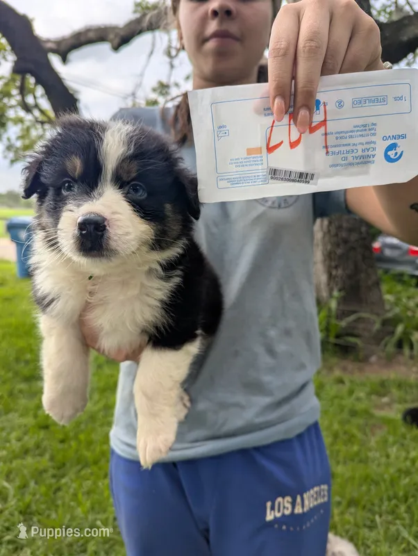 Lacey's boy 4 – Australian Shepherd puppy for sale in Brooksville, FL