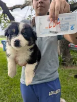 Lacey's boy 4, a male Australian Shepherd for sale in Brooksville, FL – 1 of 2