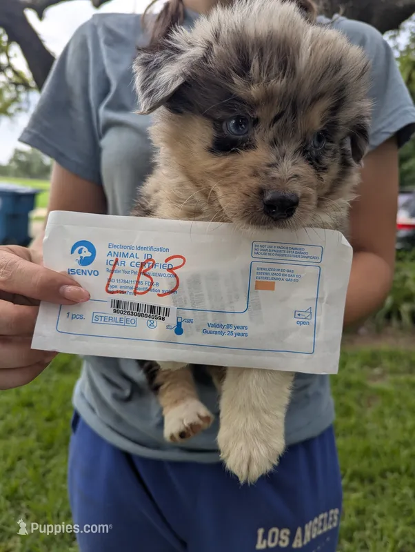 Lacey's boy 3 – Australian Shepherd puppy for sale in Brooksville, FL