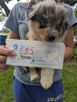 Lacey's boy 3, a male Australian Shepherd for sale in Brooksville, FL – 1 of 1