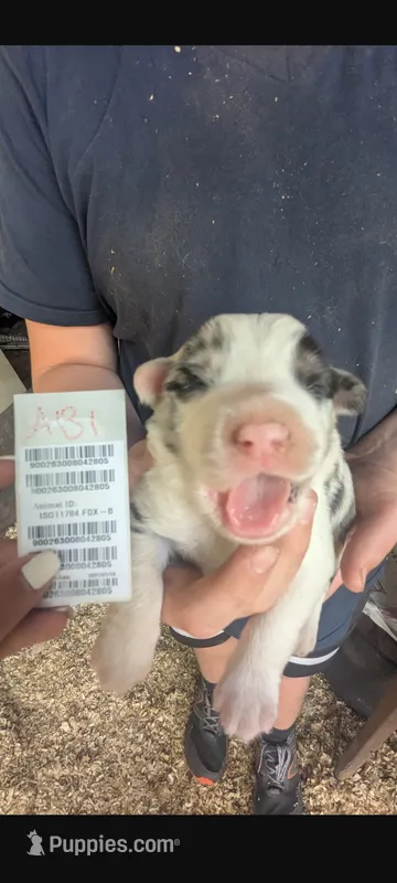 Avery's boy 1 – Australian Shepherd puppy for sale in Brooksville, FL