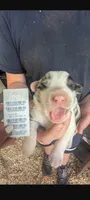 Avery's boy 1, a male Australian Shepherd for sale in Brooksville, FL – 1 of 1