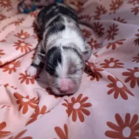 Mandy's girl 2, a female Australian Shepherd for sale in Brooksville, FL – Photo 1 of 3