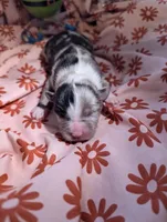 Mandy's girl 2, a female Australian Shepherd for sale in Brooksville, FL – Photo 1 of 3