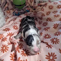 Mandy's girl 2, a female Australian Shepherd for sale in Brooksville, FL – Photo 3 of 3