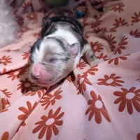 Mandy's girl 2, a female Australian Shepherd for sale in Brooksville, FL – Photo 2 of 3