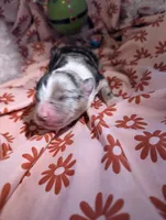 Mandy's girl 2, a female Australian Shepherd for sale in Brooksville, FL – Photo 2 of 3