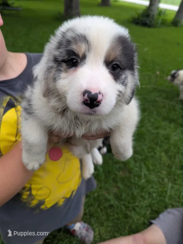 Avery's boy 1 – Australian Shepherd puppy for sale in Brooksville, FL