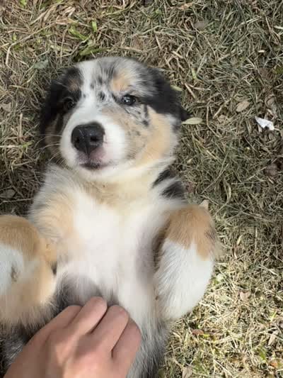 Avery's boy 1, a male Australian Shepherd for sale in Brooksville, FL – 4 of 4