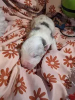 Penny's girl 1, a female Australian Shepherd for sale in Brooksville, FL – Photo 2 of 4