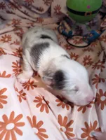 Penny's girl 1, a female Australian Shepherd for sale in Brooksville, FL – Photo 4 of 4