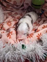 Penny's girl 1, a female Australian Shepherd for sale in Brooksville, FL – Photo 3 of 4