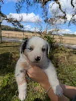 Penny's girl 1, a female Australian Shepherd for sale in Brooksville, FL – Photo 1 of 4