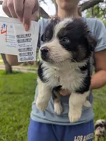 Lacey's boy 4, a male Australian Shepherd for sale in Brooksville, FL – 2 of 2