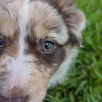 Ruby's girl 3, a female Australian Shepherd for sale in Brooksville, FL – Photo 3 of 3