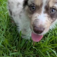 Ruby's girl 3, a female Australian Shepherd for sale in Brooksville, FL – Photo 1 of 3