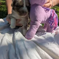 Ruby's girl 3, a female Australian Shepherd for sale in Brooksville, FL – Photo 2 of 3