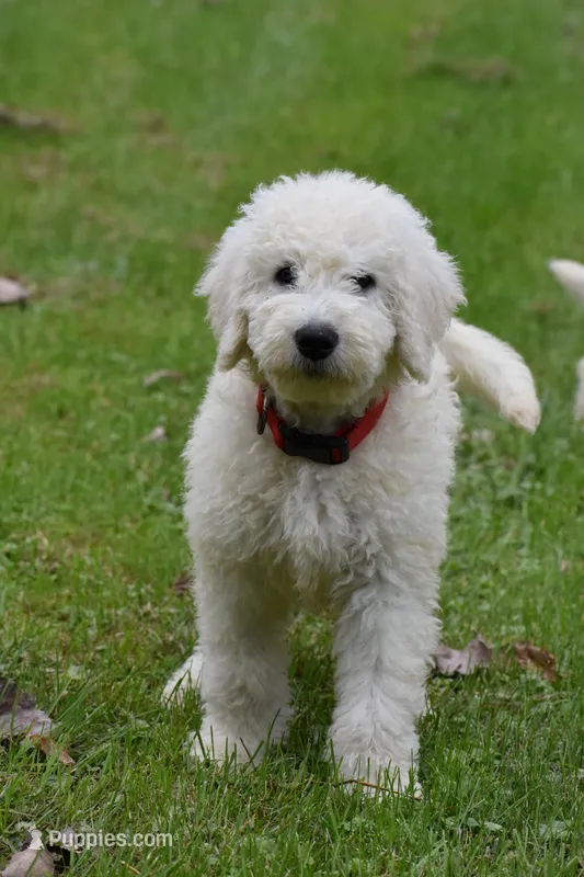 Bator – Komondor puppy for sale in Nashville, TN