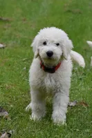 Bator, a male Komondor for sale in Nashville, TN – 1 of 1