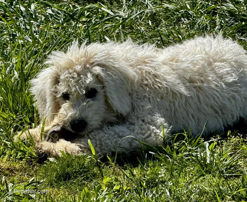 Bergy, a female Komondor for sale in Nashville, TN – Photo 1 of 1