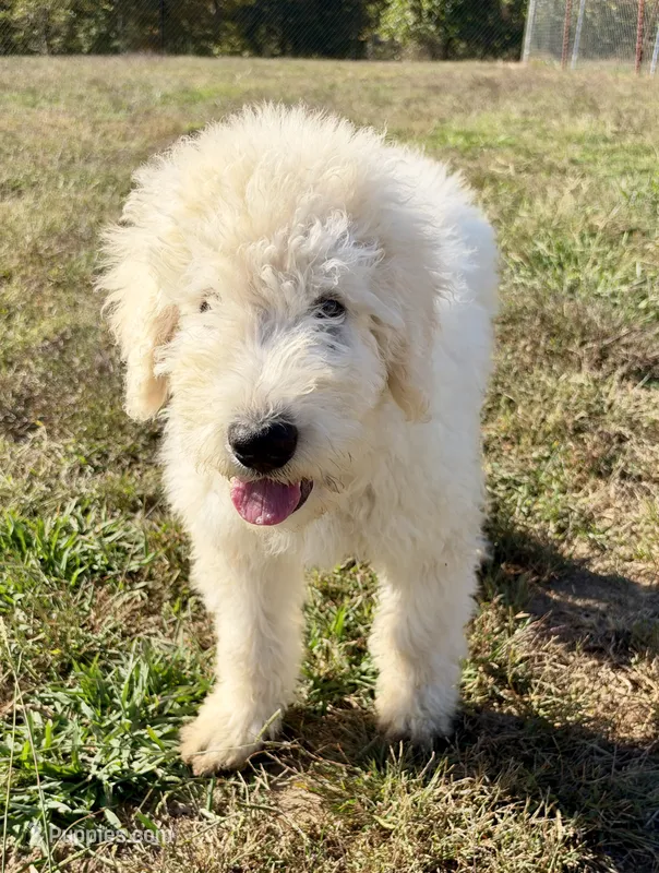 Boo – Komondor puppy for sale in Nashville, TN
