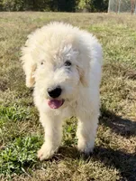 Boo, a female Komondor for sale in Nashville, TN – 1 of 1