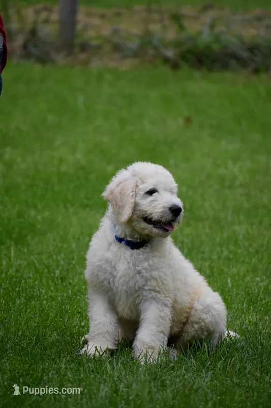 Ben  – Komondor puppy for sale in Nashville, TN