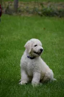 Ben , a male Komondor for sale in Nashville, TN – 1 of 1