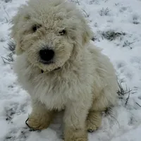 Pink, a female Komondor for sale in Nashville, TN – Photo 2 of 2
