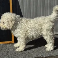 Pink, a female Komondor for sale in Nashville, TN – Photo 1 of 2